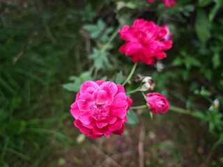 pink rose in the garden
