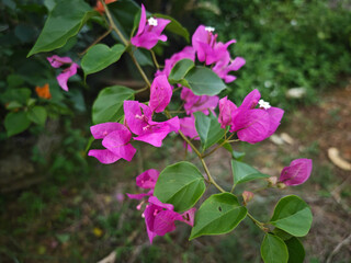 pink and white flowers