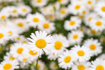 Obraz premium Cose up of blooming white daisies, chamomile with yellow centers growing in a lush meadow background. Oxeye daisy, Leucanthemum vulgare, Common daisy, Dog daisy. Gardening, plant breeding
