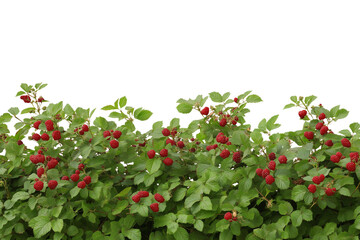 vibrant red berries are adorning lush green hedge isolated on white background