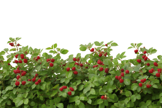 vibrant red berries are adorning lush green hedge isolated on white background