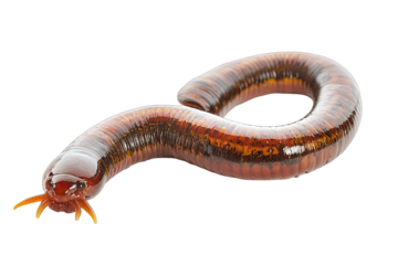 Curved, segmented, reddish-brown amphibian