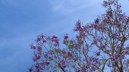 Jacaranda blooms under azure skies, whispering springtime secrets, Santa Cruz daydreams, lavender...