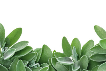 Fresh Sage leaves border isolated on white background