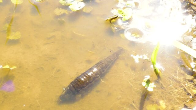 Larva of a predatory insect in a swampy pond. The water beetle (Dityscus) grub moves to another body of water due to drying out. Limnodium of North-Eastern Europe