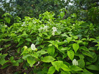 green leaves background