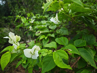 white flowers in a garden
