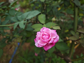 pink rose in garden