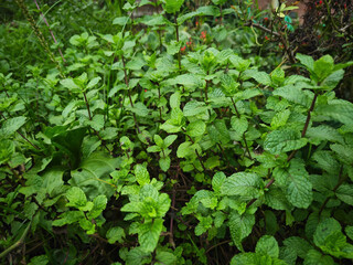 green leaves background