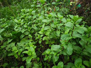 green leaves background