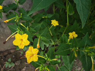 yellow flowers in the garden