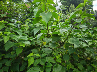 Obraz premium green leaves in the garden