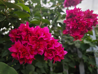 pink flowers in the garden