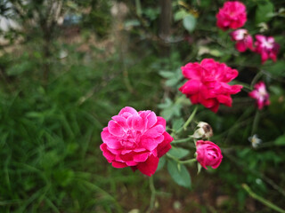 pink flowers