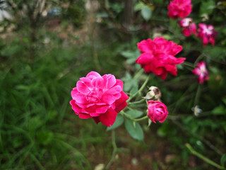 pink and white flowers