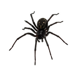 Closeup of a Black Spider on a Black Background isolated on transparent baackground