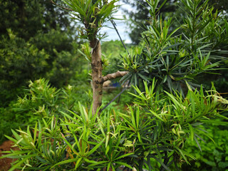 palm tree in the jungle