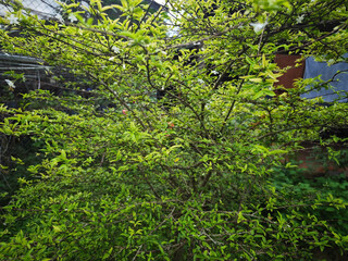 Fototapeta premium trees in the garden