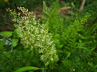green moss on a tree