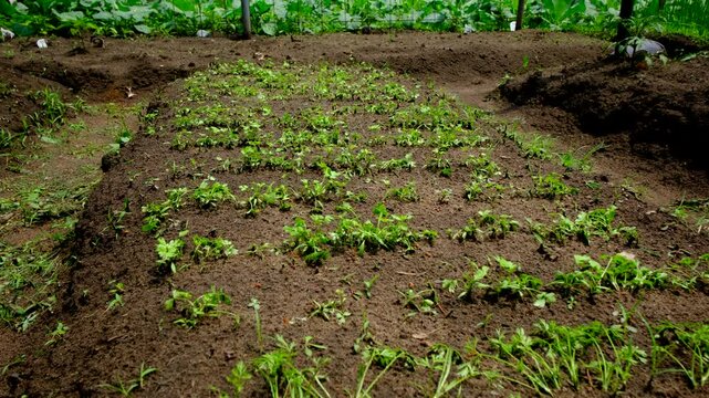 Moving camera forward above very young rooted parsley growing in sandy garden bed - plants bent or falling on side after pruning and weeding