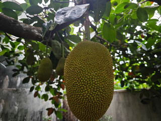 jackfruit 