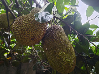 jackfruit