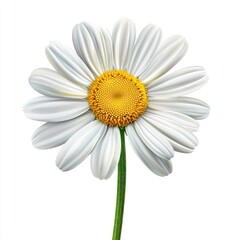 Naklejka premium Bright and Cheerful Daisy Flower with White Petals and Yellow Center Against a Clean Background for Nature and Floral Designs, Perfect for Brightening Spaces and Designs