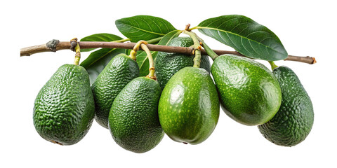 Fresh and vibrant avocados still on the tree branch, ready for harvest