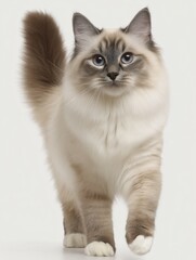 Elegant Birman Cat with a Graceful Pose and Bright Blue Eyes