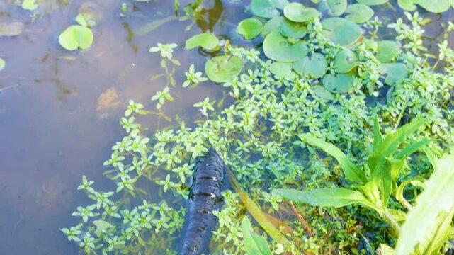 Larva of a predatory insect in a swampy pond. The water beetle (Dityscus) grub moves to another body of water due to drying out. Limnodium of North-Eastern Europe. Hydrobiont burrow into the mud