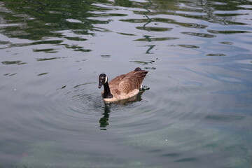 lone Canada goose floating on calm waters of a pond