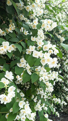 A lush cascade of jasmine flowers in full bloom. Prized for its sweet, heady aroma, jasmine is widely used in perfume making to create deep, luxurious, and sensual fragrance compositions.