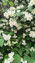 Close-up of blooming jasmine flowers with lush green leaves. Valued for its rich, sweet scent, jasmine is a key ingredient in many perfumes, used to add warmth, depth, and floral elegance.