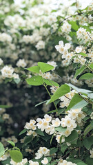 Abundant white jasmine flowers (Jasminum) blooming across dense green foliage. Delicate blossoms of jasmine with yellow centers create a lush, fragrant scene of natural beauty and early summer charm.