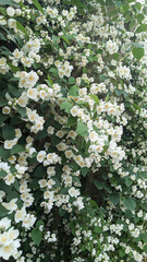 White jasmine flowers bloom among lush green leaves. Known for their sweet, intoxicating scent, jasmine blossoms are widely used in high-end perfumery around the world.