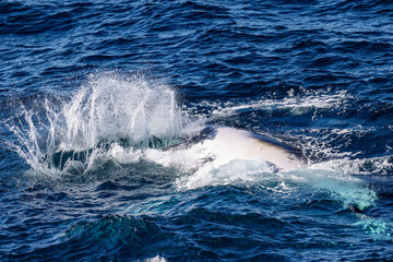 Fototapeta premium Humpback Whale rolling onto it's back and waving its pectoral fin in the water