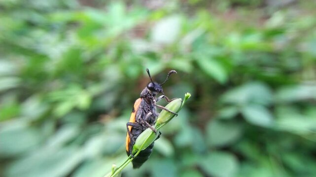 a mylabris insect, perched on the top of a branch