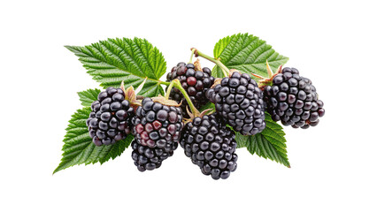 Delicious and fresh blackberries with green leaves ready to be enjoyed as food