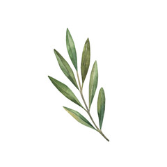 Olive branch with green leaves. Hand drawn botanical watercolor illustration. Isolated on a white background. For greeting cards, wallpaper, print, fabric, food oil production.
