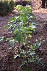 Tomato seedlings with flowers growing in the soil in summer. Tomato sprouts growing in the ground outdoors. Concept of the farming and gardening. Vegetable garden in Italy, Sicily.  