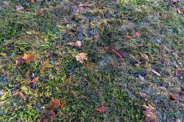 maple leaves covered with condensation on the green grass in the morning, maple leaves fallen to...