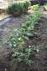 Tomato seedlings with flowers growing in the soil in summer. Tomato sprouts growing in the ground outdoors. Concept of the farming and gardening. Vegetable garden in Italy, Sicily.  