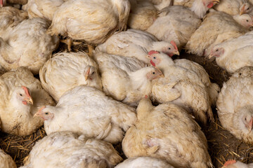 a large number of large fat chickens in a poultry farm
