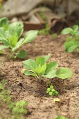 young cabbage in a garden bed