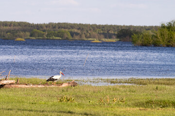 White stork near the river
