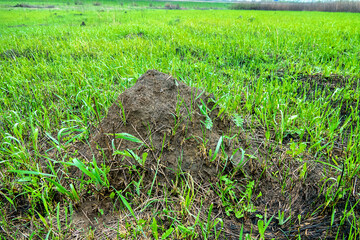 Probably turf ant (Tetramorium caespitum) settles in moist meadows and fields with high density....