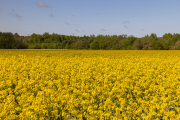 field with rapeseed flowers in sunny weather in summer season, yellow field with flowers against a sky and the forest