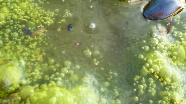 Possibly Great diving beetle (Dytiscus marginalis) in shallow water (dry spell). North Europe lake