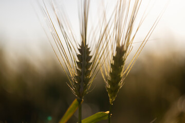 Fototapeta premium a field in the evening during the summer season at sunset, production of agricultural rye plants close up