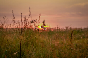 Wildflower at sunset in a summer field.